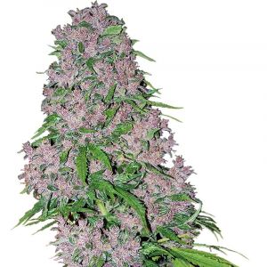 Purple Bud femminilizzata White Label
