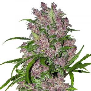 Purple Bud | Autoflowering